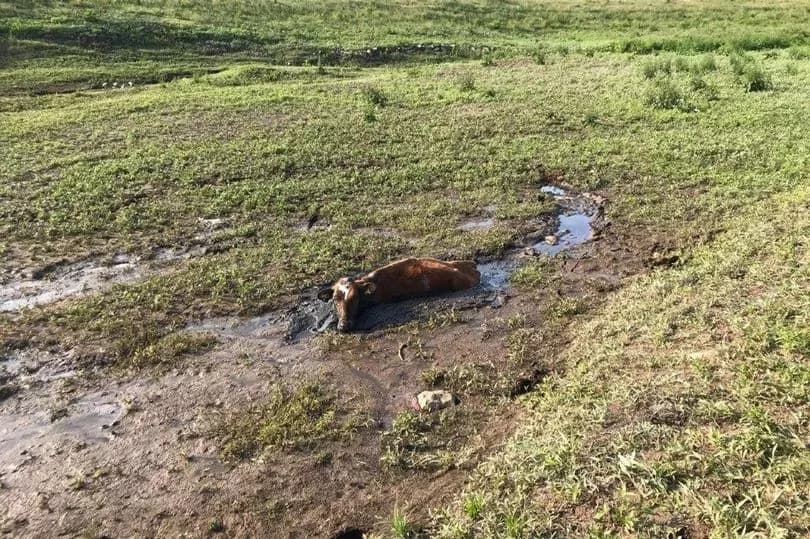 Reviving Grasslands: Vetiver's Smart Solution for Sustainability