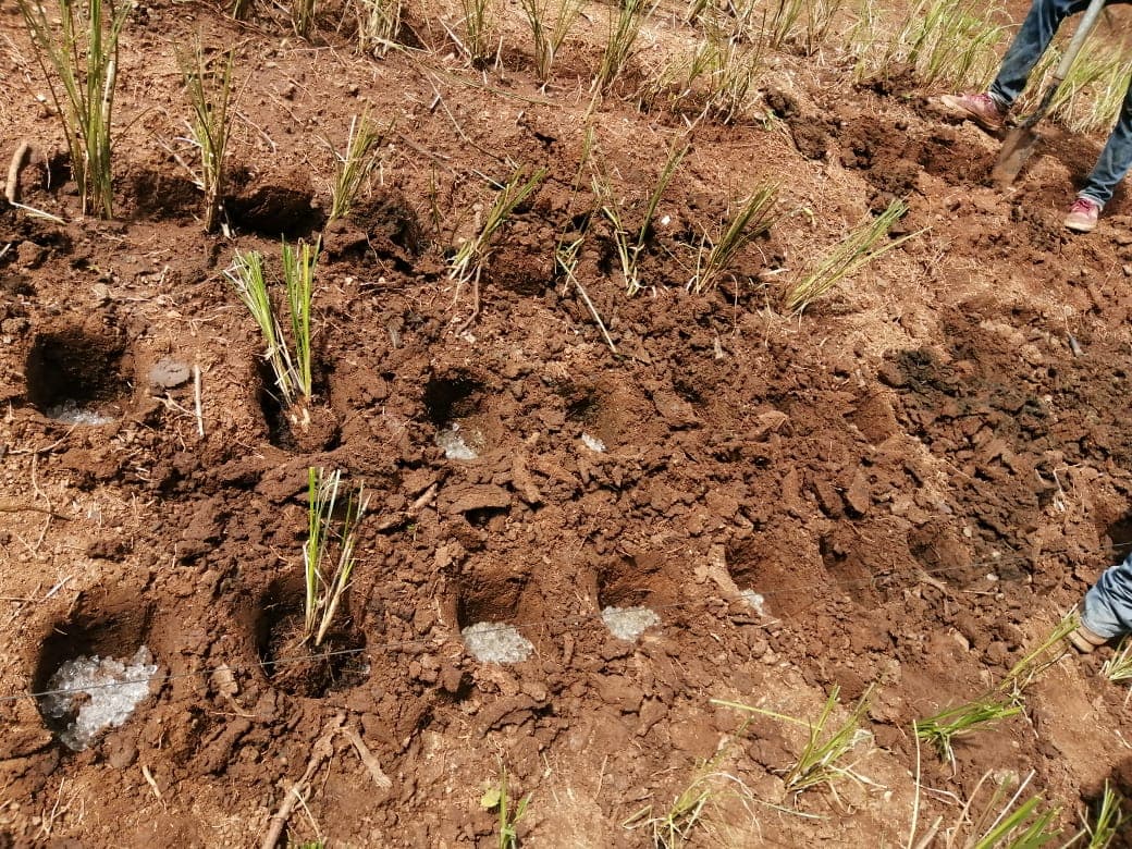 Community members and VSF partners assessing a vetiver field.
