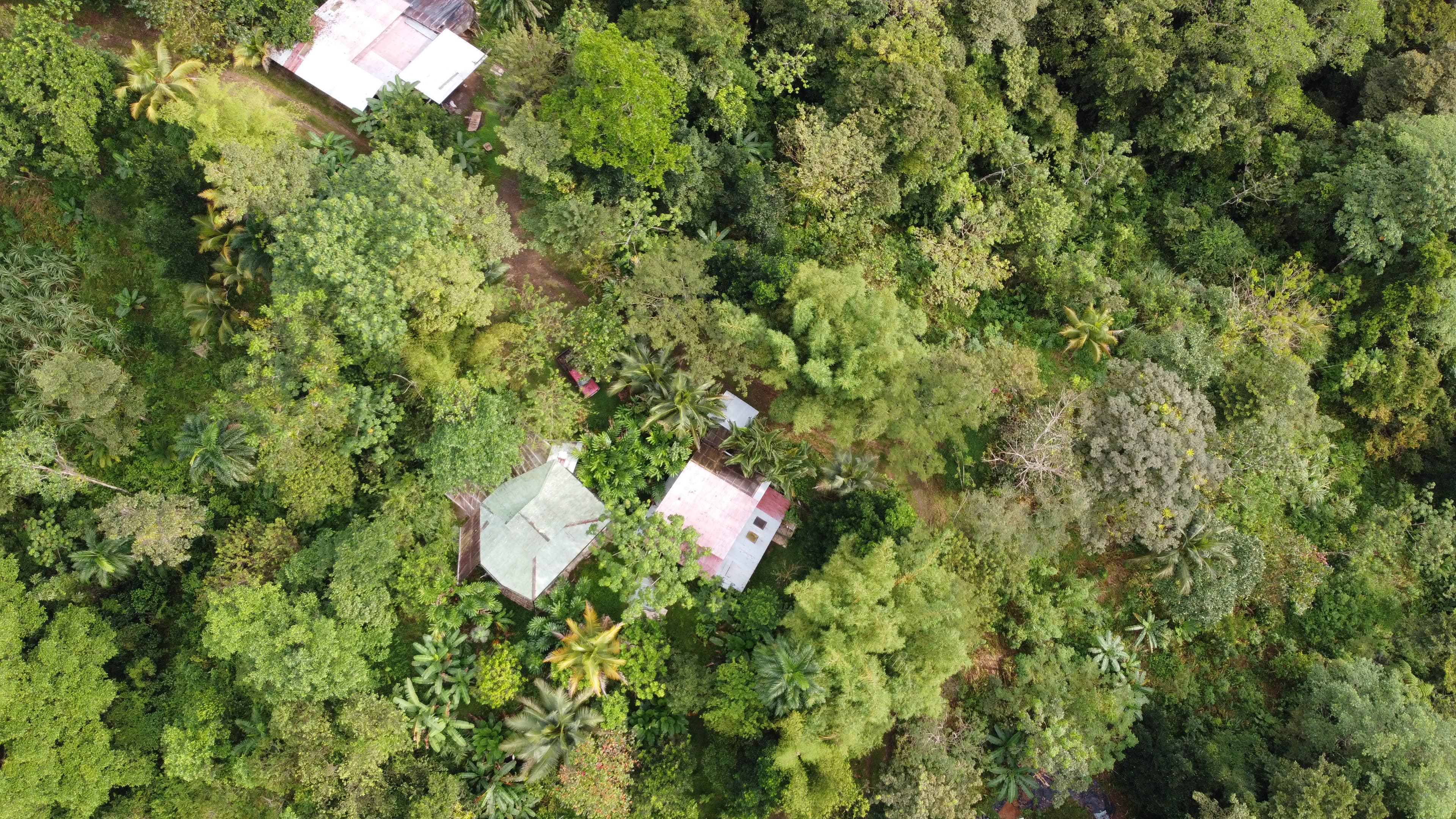 Aerial view of a vetiver field site showing land contours and hedgerow lines.