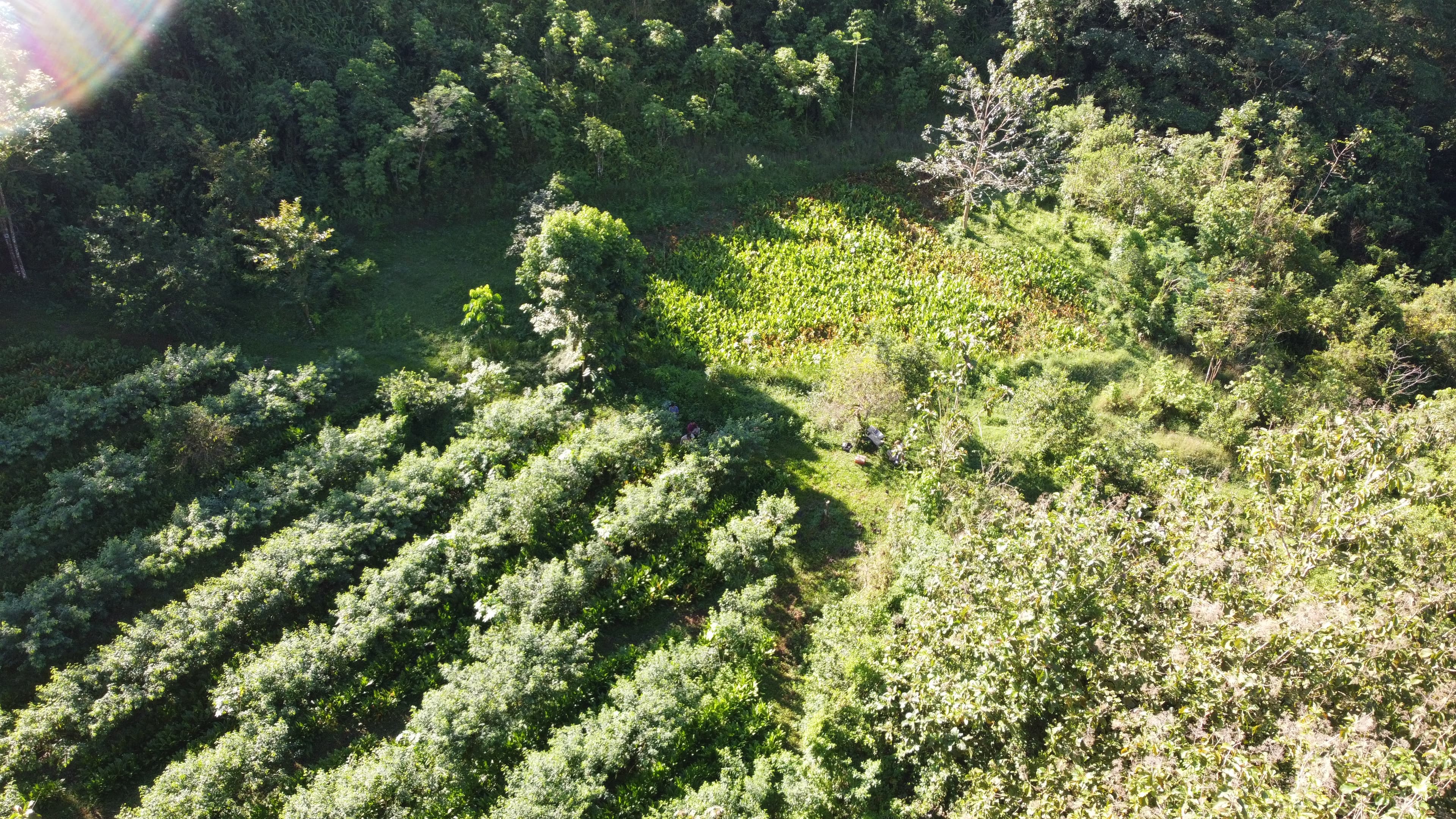 Aerial survey