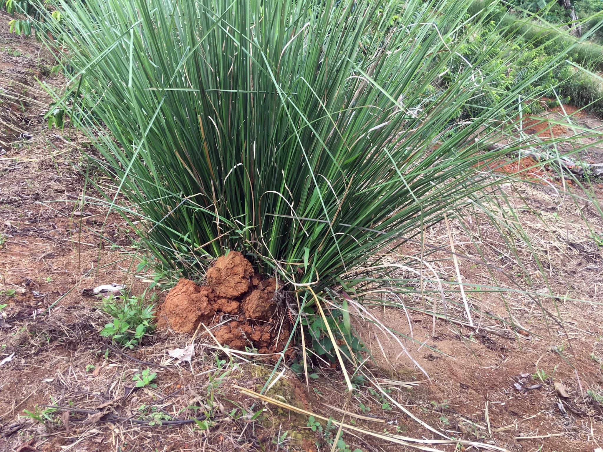 Vetiver grass holding a steep eroded slope, demonstrating active soil erosion control.