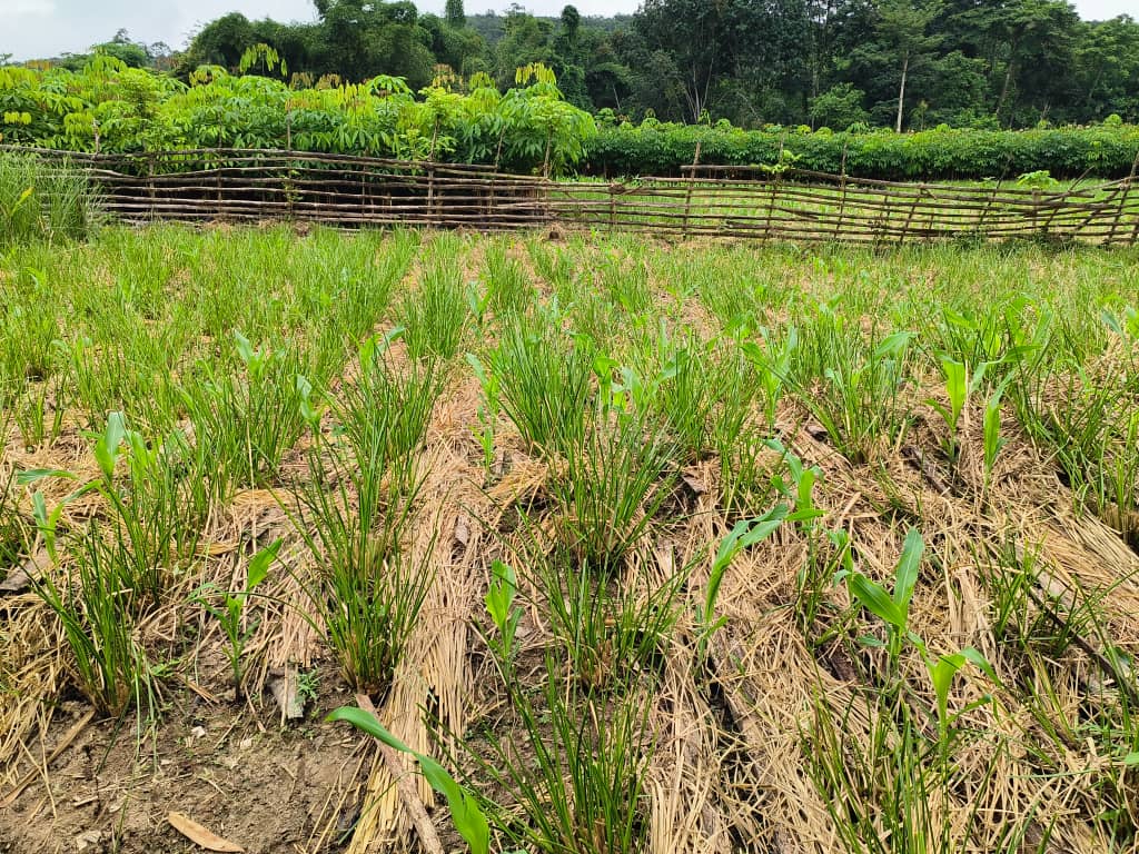 RDC field photo showing vetiver work on site.