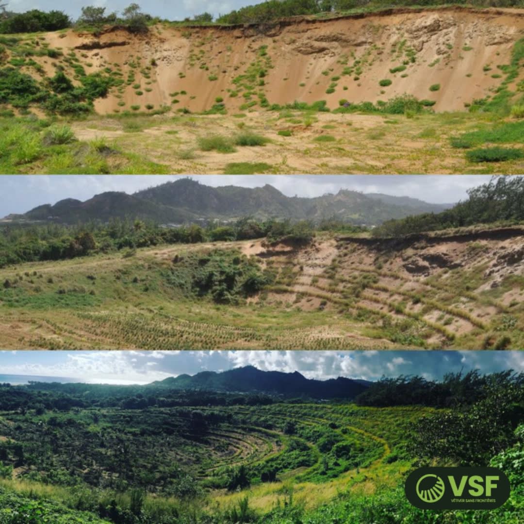 Three-stage vetiver transformation: bare eroded hillside to fully recovered lush land.