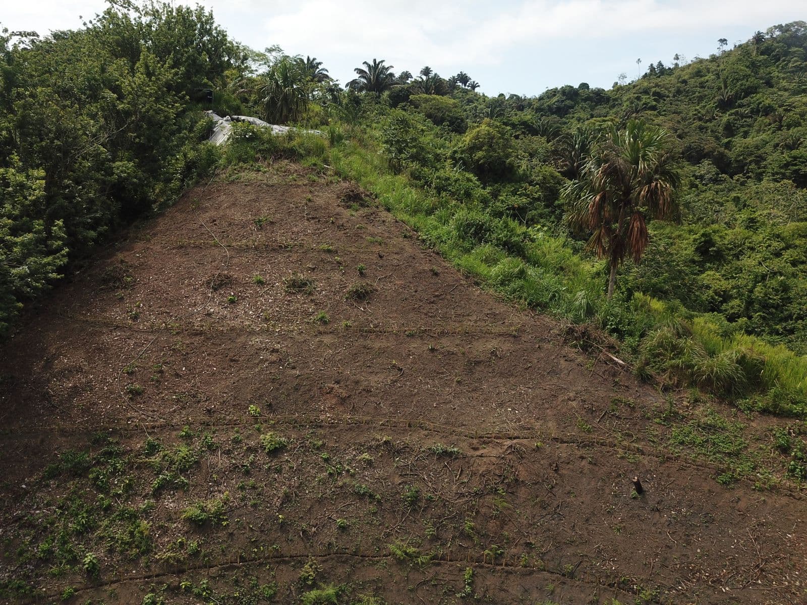 Before: bare eroded hillside at Finca Sin Fronteras