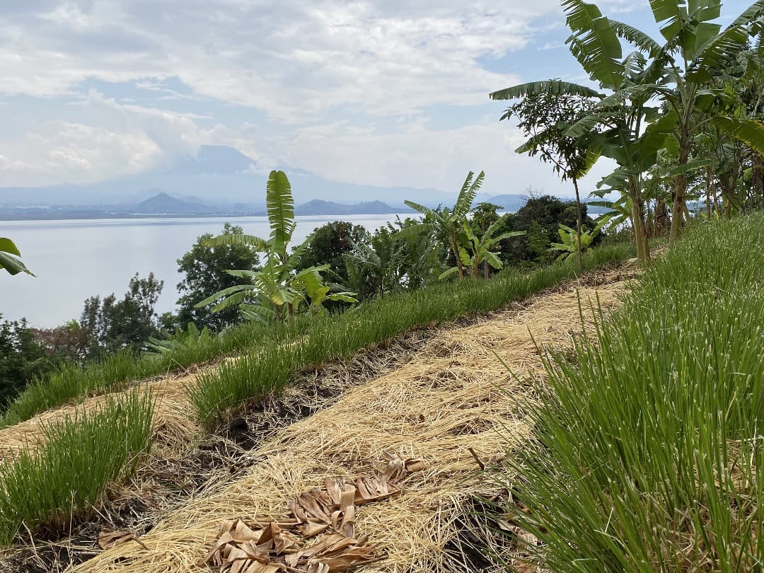 Vetiver planted along a roadside to stabilize land and protect surrounding soil.