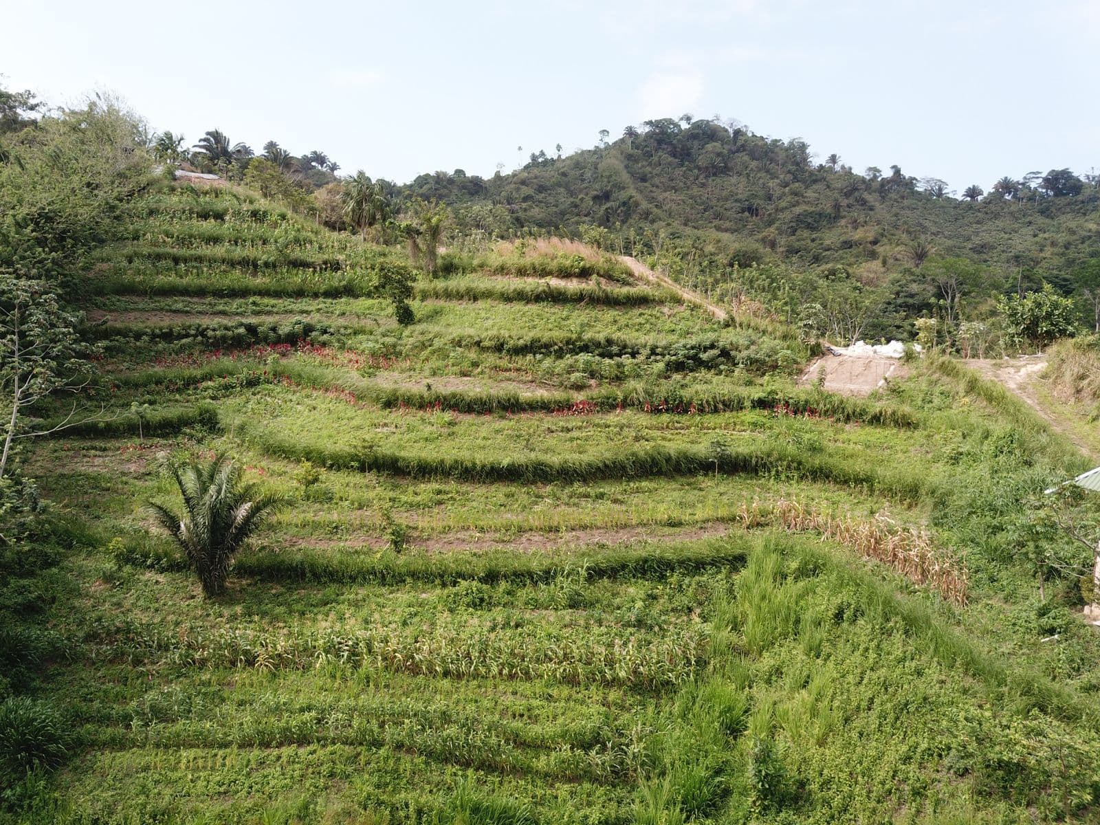 After: established vetiver terracing at Finca Sin Fronteras