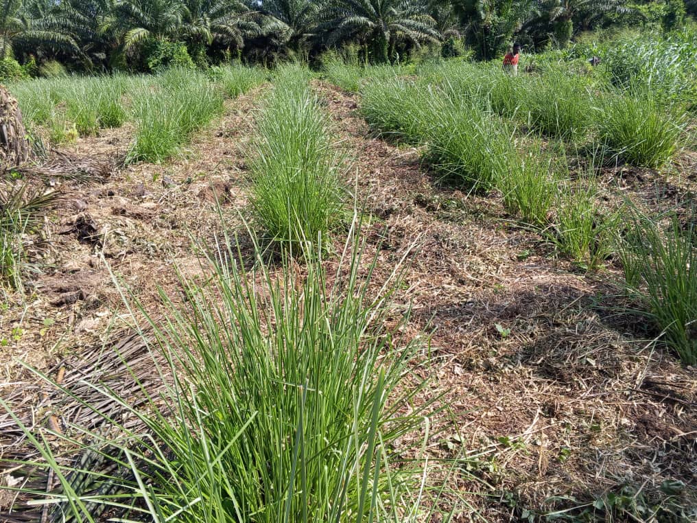 Field work